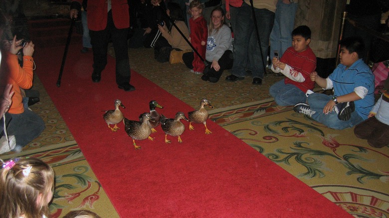 A flock of ducks entertaining guests at The Peabody