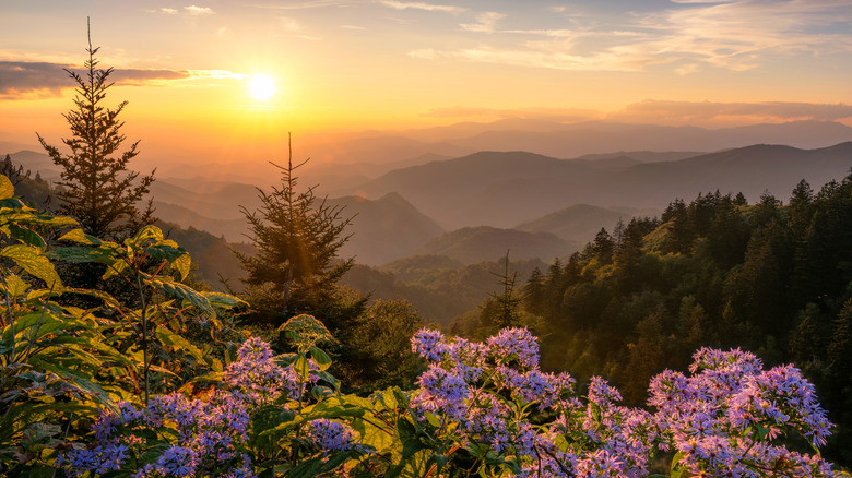 Sunset in a mountain valley with flowers in the foreground