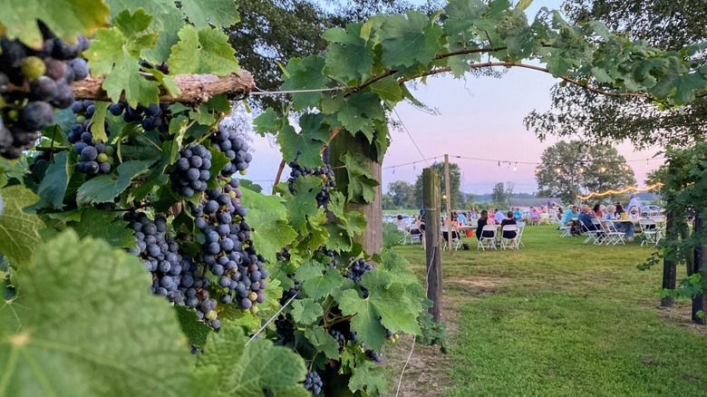 Grapes hanging from De Terra Vineyards, Somerville