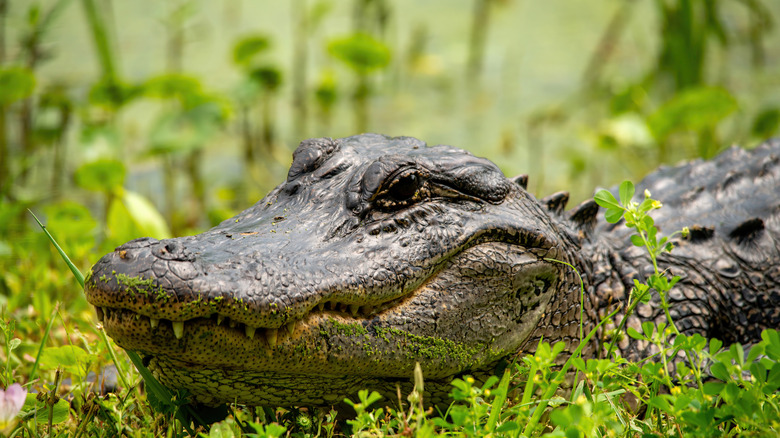 An alligator in Brazos Bend State Park