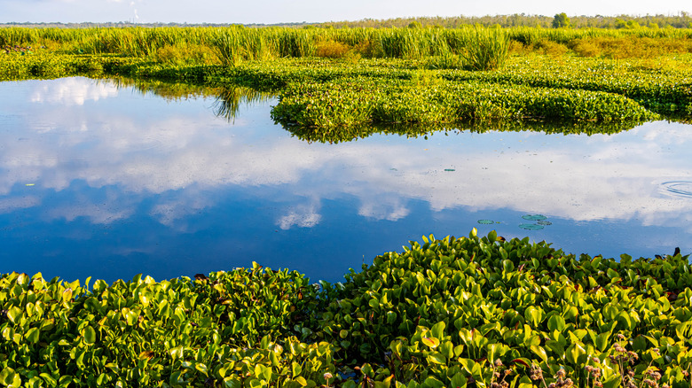 A lake in Brazos Bend State Park, Texas