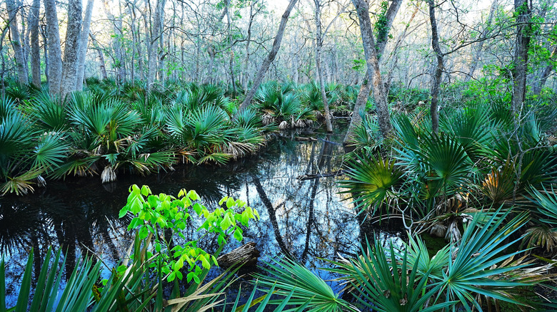 Tropical plants around swampland in Palmetto State Park