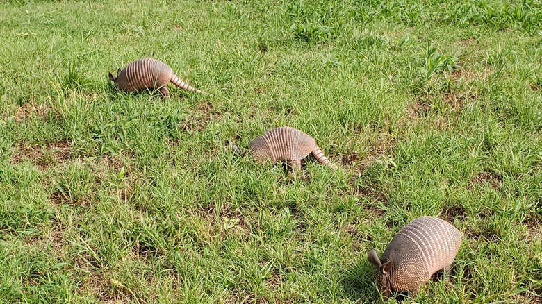 Baby armadillos in Texas