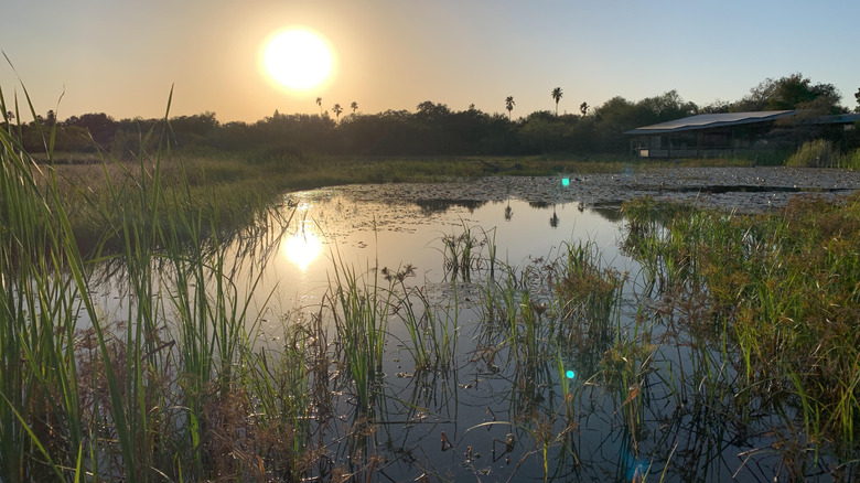 Nature walk at Estero Llano Grande State Park in Weslaco, Texas