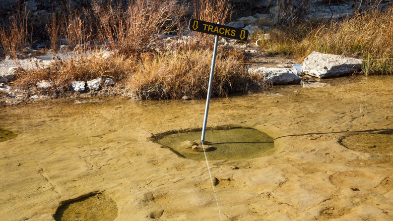 Dinosaur tracks along a hiking trail in Dinosaur Valley State Park