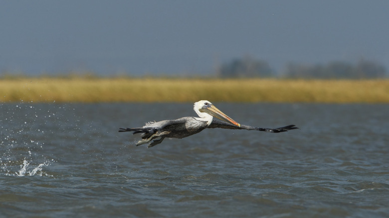Brown pelican flying above Bolivar Peninsula, Texas