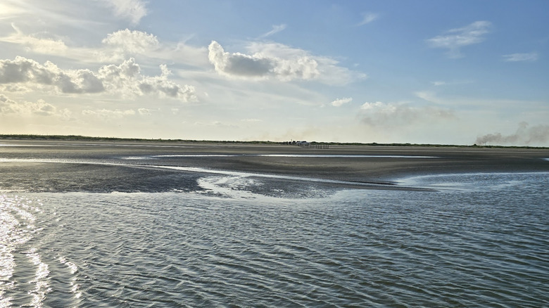 Bolivar Flats Shorebird Sanctuary in Texas