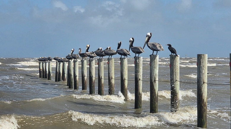 Bolivar Flats Shorebird Sanctuary in Texas