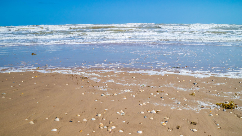 Seashells along the shore of the beach on South Padre Island