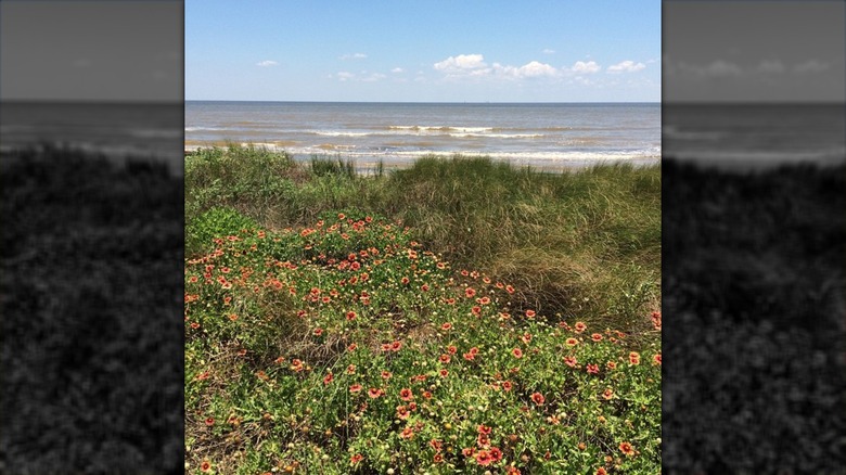 Coastal views in Sargent, Texas