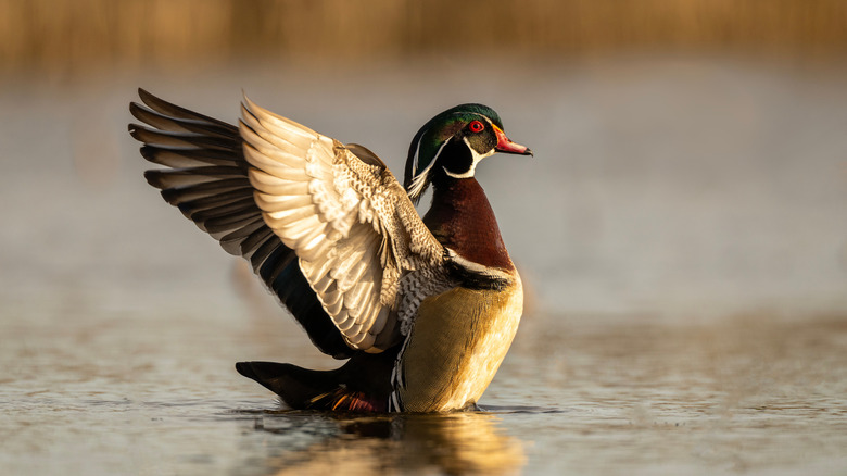 A wood duck in early morning light