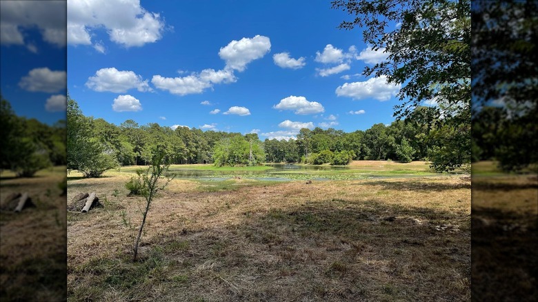 A lake in the lush Spring Creek Greenway