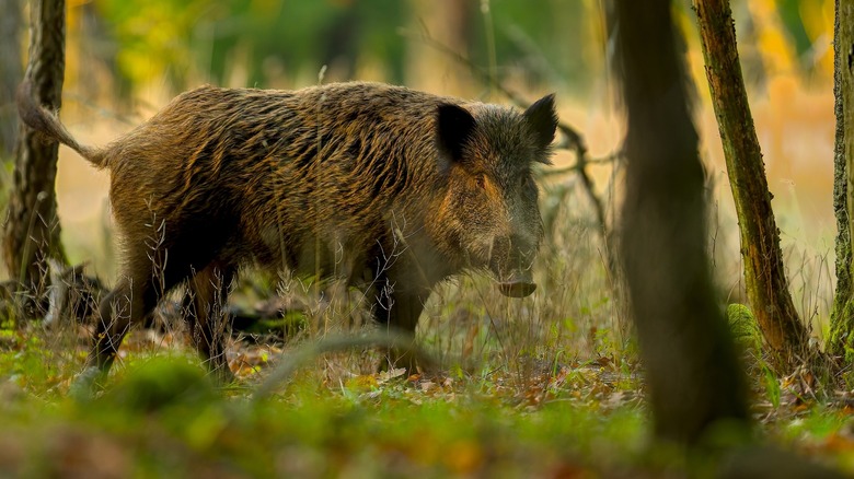 Photo of a wild boar in the forest