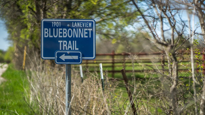 Texas Bluebonnet Wine Trail sign In grassy meadow in Ennis, Texas