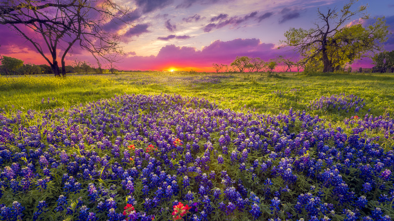 Dawn breaks over a field of bluebonnets in a Texas wine region.