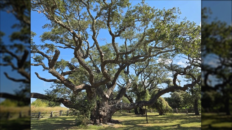 The Big Tree at Goose Island State Park in Rockport Texas