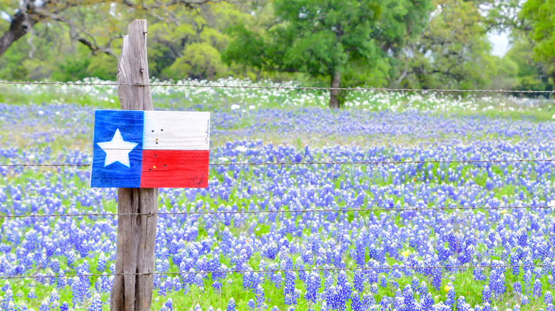 A field in texas with a texas flag nailed to a post