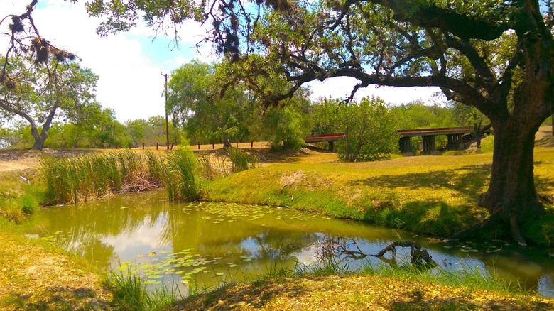 A picturesque park in Sinton, Texas with a pond, green grass, and a shade tree