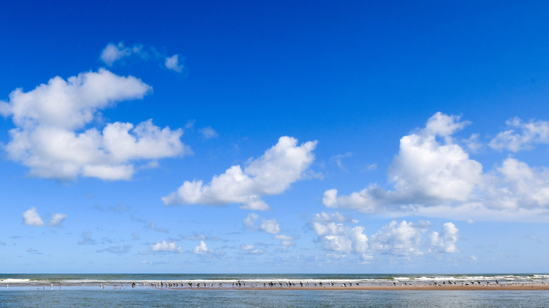 Pelicans sitting on a sand bank off of Brazos Island State Park