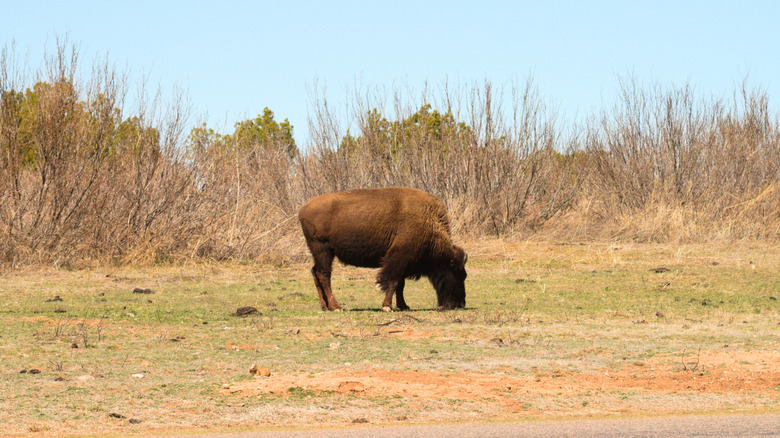 Bison grazing in Caprock Canyons State Park and Trailway in Texas