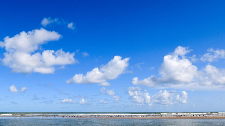Pelicans sitting on a sand bank off of Brazos Island State Park