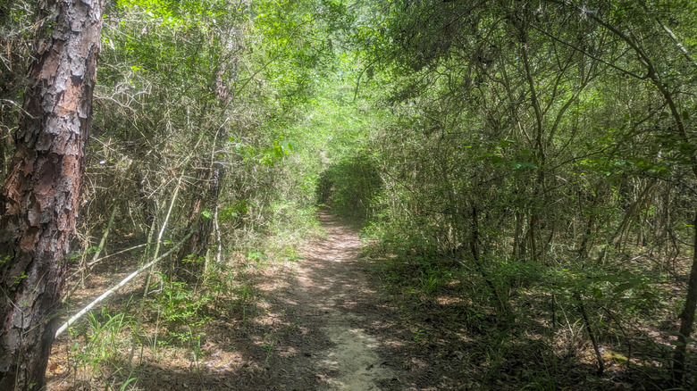 A lush trail in the Sam Houston National Forest in Texas