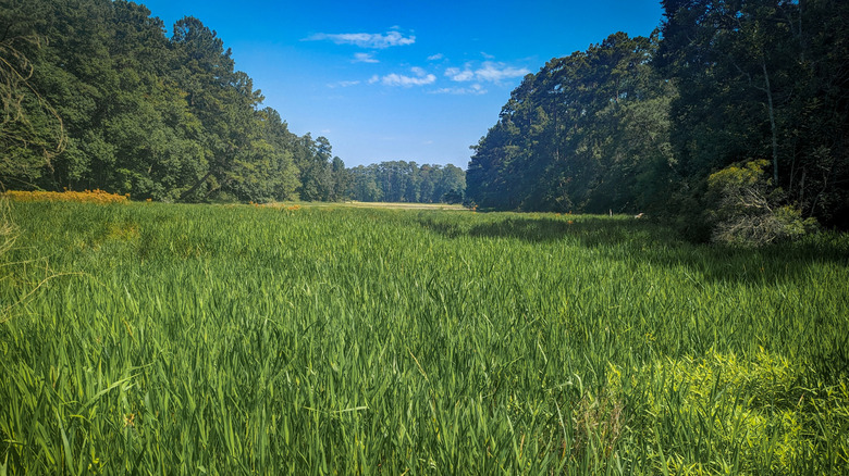 A grassy meadow in the Sam Houston National Forest in Texas