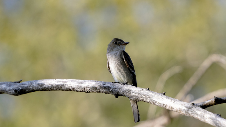A bird perched in Buffalo Lake National Wildlife Refuge