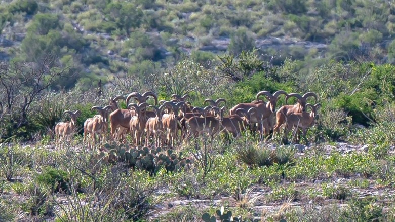 Bighorn sheep near Chinati Mountains State Natural Area, Texas