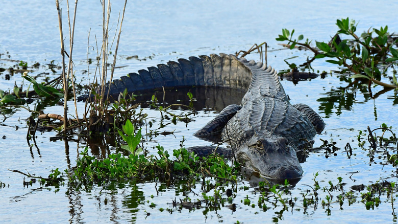 American alligator at one of the many marshes along Texas' Gulf Coast