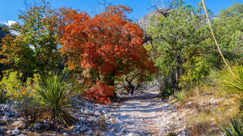 Fall colors in McKittrick canyon