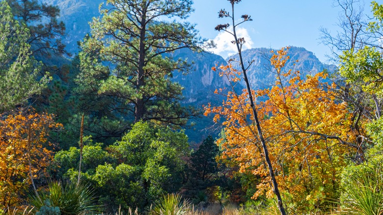 McKittrick canyon awash in fall colors