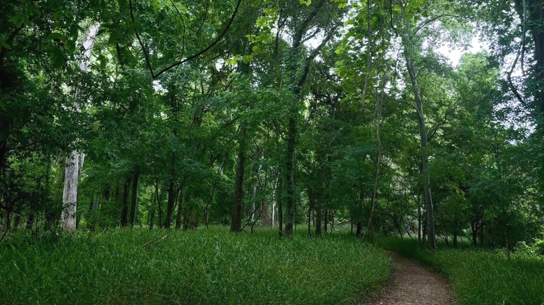 Trail through ﻿﻿Stephen F. Austin State Park