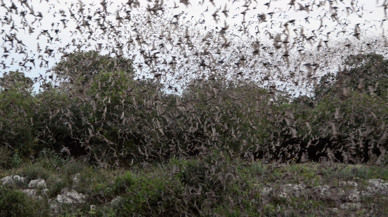 20 million bats flying from Bracken Cave in Texaas