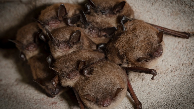 Cluster of baby bats on a cave wall