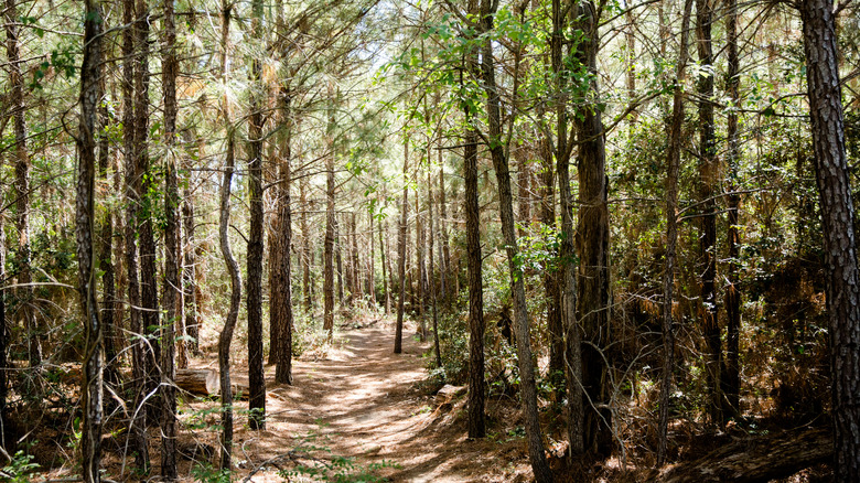 Trees in Bastrop State Park, Texas