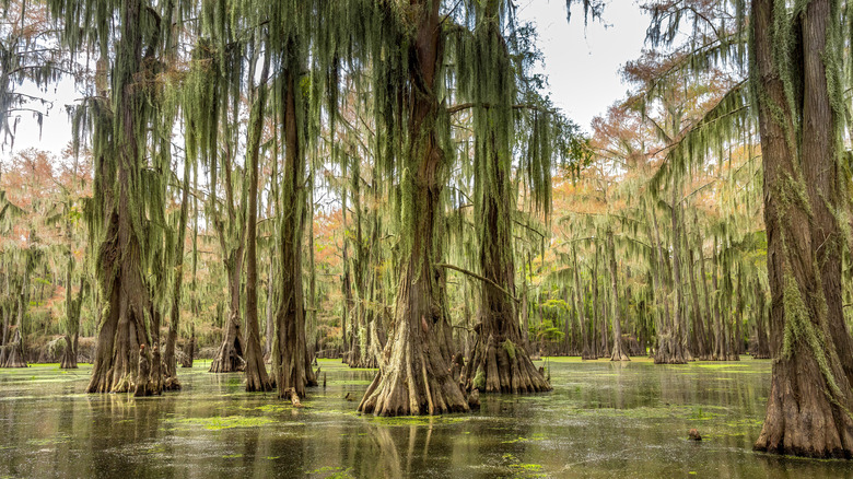 Trees growing out of Caddo Lake