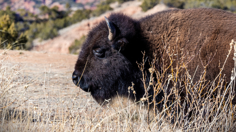 An American bison at Caprocks Canyon State Park, Texas