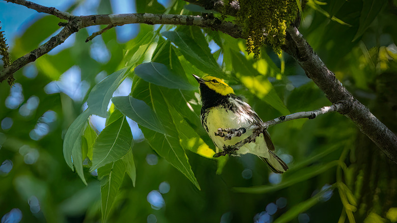Golden-cheeked warbler in Texas