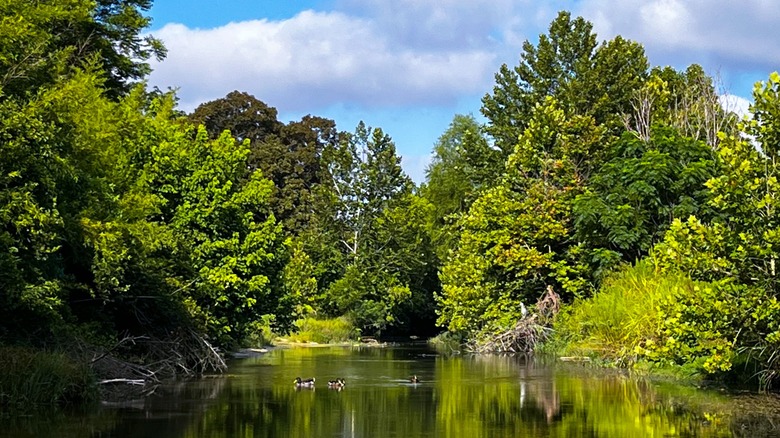 ducks swimming in Salado Creek with green trees all around