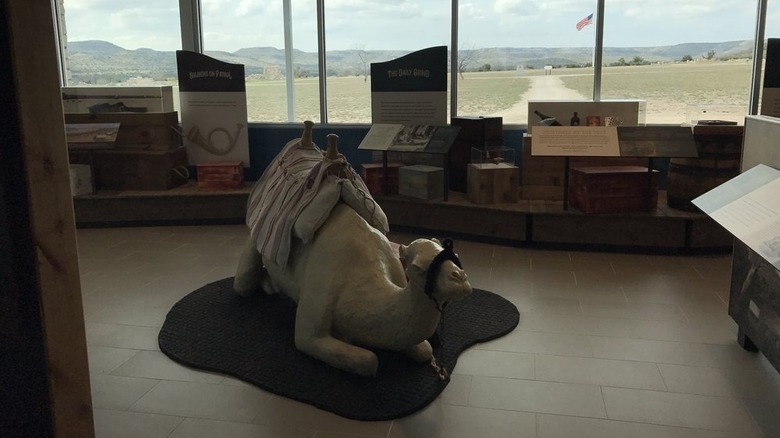 A statue of a camel inside the Fort Lancaster & Battlefield Historic Site visitor center