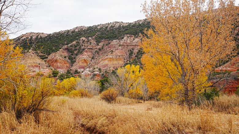 Autumn colors in Palo Duro Canyon State Park, Texas