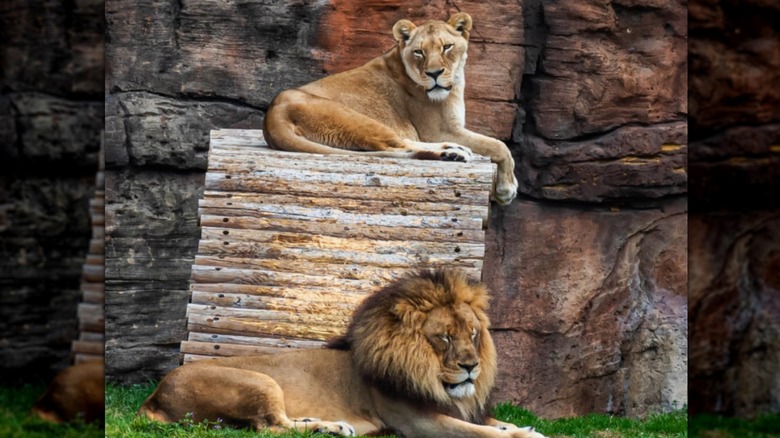 Lions rest in their enclosure at Caldwell Zoo.
