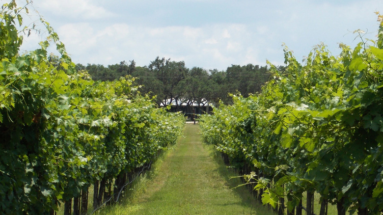 Pathway through a lush vineyard