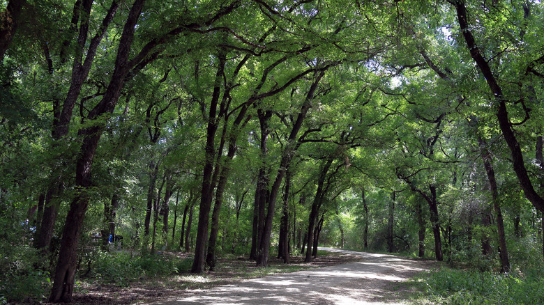 A scenic trail in Mayfield Park near the cit of Austin, Texas.