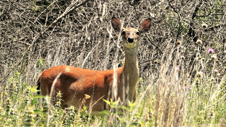 White tail doe at Ray Roberts Lake State Park in Texas