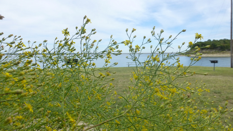 Yellow flowers with lake in the background