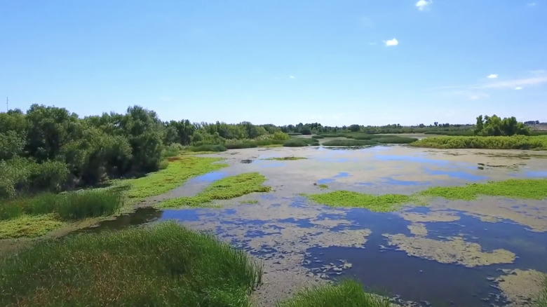 Pond in  I-20 Wildlife Preserve in Midland