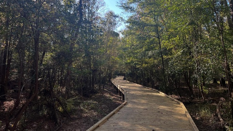 Boardwalk through Village Creek State Park