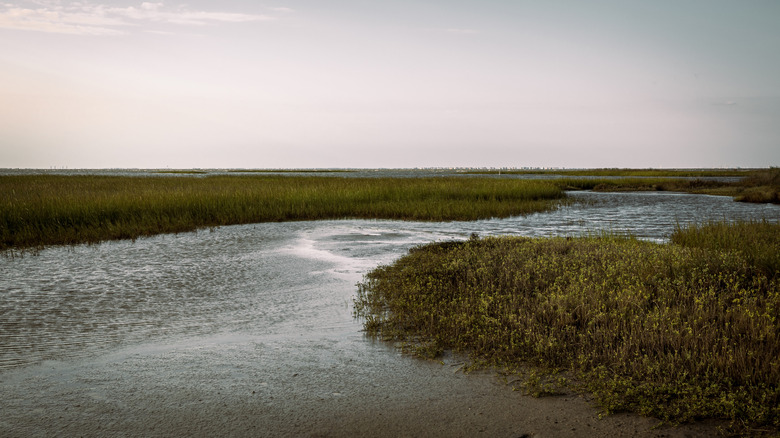 Wetlands and grasslands in Galveston Island State Park